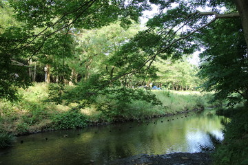 初夏の樹木と川べり