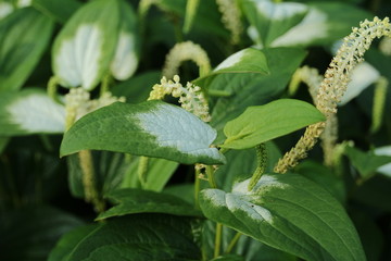 ハンゲショウの花