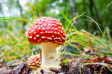 Mushroom in forest , Amanita muscaria , fly agaric or fly amanita on green background