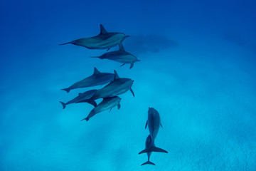 Pod of Spinner Dolphins at Sha'ab Samadai Reef Marsa Alam, Egypt