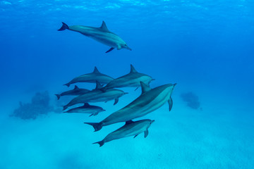 Pod of Spinner Dolphins at Sha'ab Samadai Reef Marsa Alam, Egypt