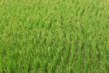 green field of grass