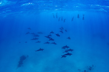 Fototapeta na wymiar Pod of Spinner Dolphins at Sha'ab Samadai Reef Marsa Alam, Egypt