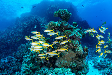 A mixed shoal of yellowfin goatfishes (Mulloidichthys vanicolensis) and one spot snapper (lutjanus monostigma) in clear waters of Marsa Alam, Egypt 