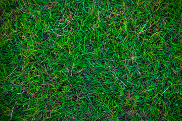 Green nature grass texture decoration background