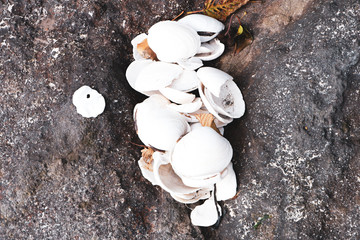 Sea shells