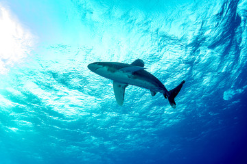 Obraz premium Oceanic whitetip shark, Carcharhinus longimanus