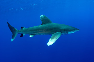 Oceanic whitetip shark, Carcharhinus longimanus