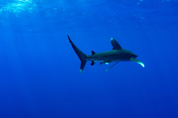 Oceanic whitetip shark, Carcharhinus longimanus