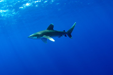 Oceanic whitetip shark, Carcharhinus longimanus © Krzysztof Bargiel