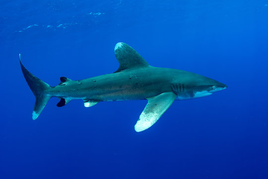 Oceanic whitetip shark, Carcharhinus longimanus