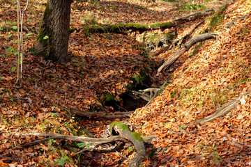 autumn in forest