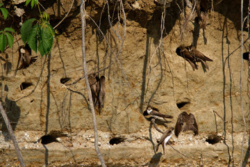 Sand martin from the Drava River, Croatia