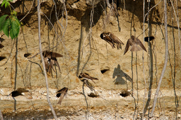 Sand martin from the Drava River, Croatia