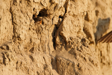 Sand martin from the Drava River, Croatia