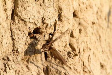 Sand martin from the Drava River, Croatia