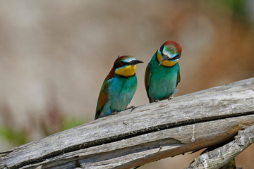 Nuptial food gift  in the European bee-eater from the Drava River