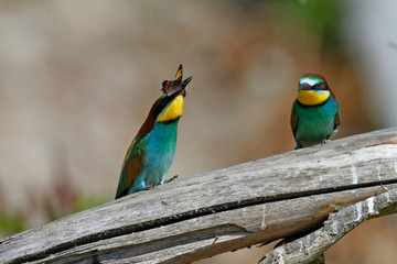 Nuptial food gift  in the European bee-eater from the Drava River