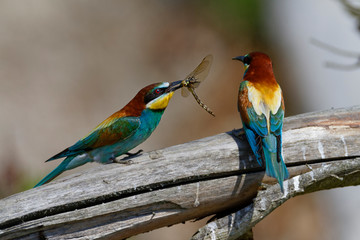 Nuptial food gift  in the European bee-eater from the Drava River