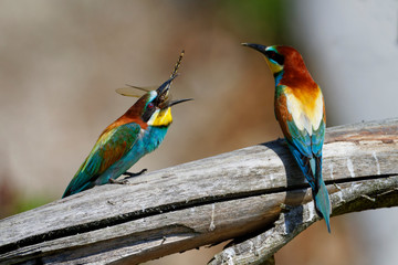 Nuptial food gift  in the European bee-eater from the Drava River