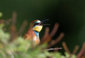 The European bee-eater from the Drava River