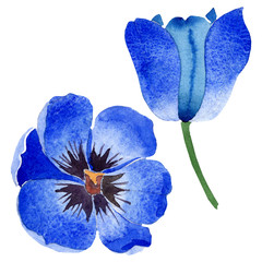 Blue tulip floral botanical flowers. Watercolor background illustration set. Isolated tulips illustration element.