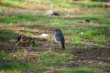 Female redstart  searching for food on the ground.