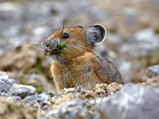 Cute Pika  or Whistling hare collecting grass for winter food.