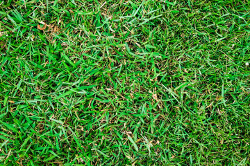 Real green grass floral texture