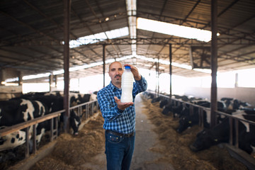 Farmer standing at cow's farm and holding bottle of fresh milk while cows eating hay in background. Milk production and dairy products.
