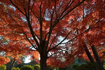 紅葉