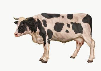 vache laitière, normande, animal, tacheté, ferme, noir et blanc, bétail, gazon, agriculture, champ, mollet, lait, prairie, exploitation laitière, noir, alpage, boeuf, bétail, vache laitière, isolé, de