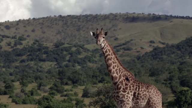 A bird standing on the neck of giraffe in akagera national park