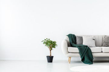 Green plant in black pot next to beige couch with emerald green blanket