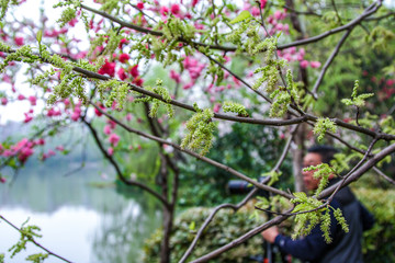 Lake with red pink blossom flowers and green trees yellow leaves during autumn