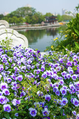Fototapeta premium Bed of purple and white flowers during daytime summer