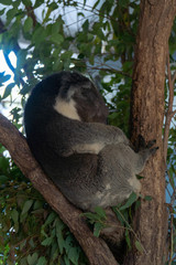 Obraz premium Koala is sleeping in a tree