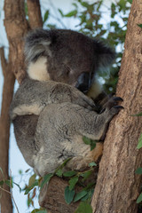 Koala is sleeping in a tree