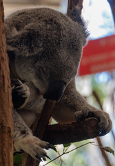 Koala is sleeping in a tree