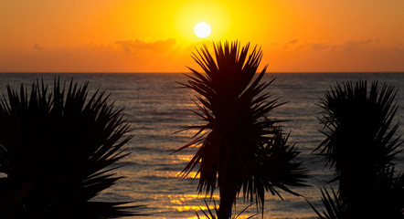 Fototapeta na wymiar A Tropical View with Palm Leaves and The Sun
