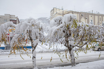 Trees after heavy snowfall