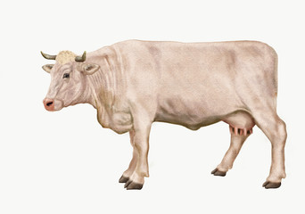 vache laitière blanche, animal, bétail, ferme, brun, mollet, gazon, de profil, agriculture, champ, blanc, taureau, lait, boeuf, exploitation laitière, prairie, isolé, alpage, rural, mammifère, nature,