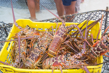 A man unloads freshly caught spiny lobster during the regular season for harvesting  lobster LOS ROQUES  lobster in VENEZUELA.