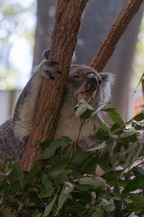 Fototapeta premium Koala is climbing in a tree