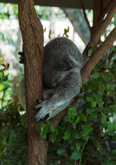 Fototapeta premium Koala is sleeping in a tree