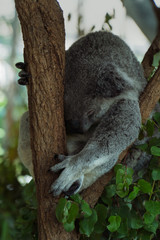 Koala is sleeping in a tree