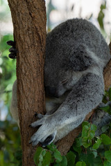 Obraz premium Koala is sleeping in a tree