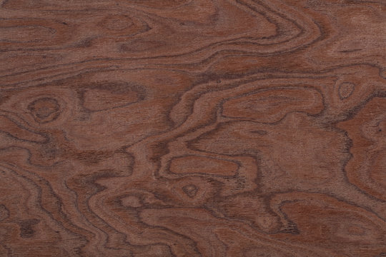 Perfect brown elm-tree veneer background as part of your design. High quality wood texture.
