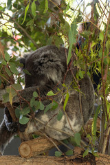 Obraz premium Koala is sleeping in a tree