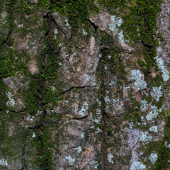 Background made of bark of wood in green tone